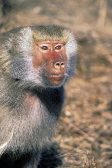 Images Dated 3rd March 2009: West Africa. Captive Hamadryas Baboon, or