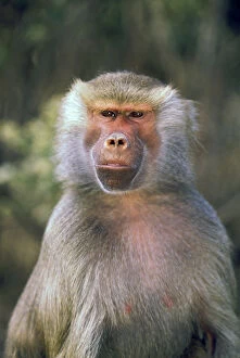 Images Dated 3rd March 2009: West Africa. Hamadryas baboon, or papio
