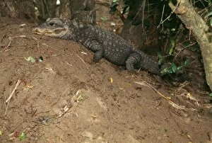 West African dwarf / broad nosed crocodile - on nest mound