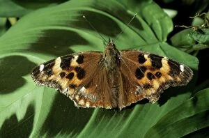 West Coast Lady BUTTERFLY - after wintering