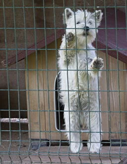 Behind Gallery: West Highland Terrier dog in a cage