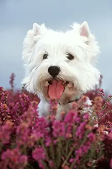 Heat Loss Prints: West Highland Terrier Dog In heather