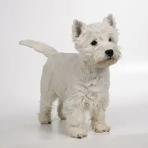 Wagging Prints: West Highland Terrier Dog JD 16568 © John Daniels / ardea. com