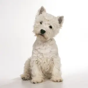 Pricked Ears Prints: West Highland Terrier Dog JD 16569 © John Daniels / ardea. com