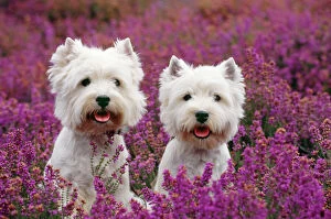 West Highland Terrier Dog - pair, sitting in heather