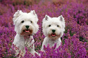 west highland terrier dog pair sitting heather