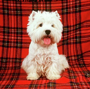 Tongue Gallery: West Highland Terrier DOG - sitting on tartan rug