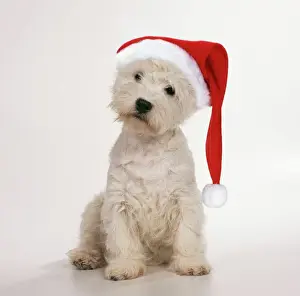 West Highland Terrier Dog - wearing Christmas hat