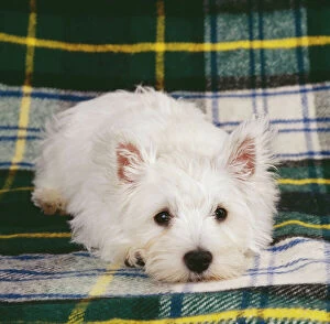 Fluffy Collection: West Highland Terrier JD 12304 White puppy © John Daniels / ARDEA LONDON