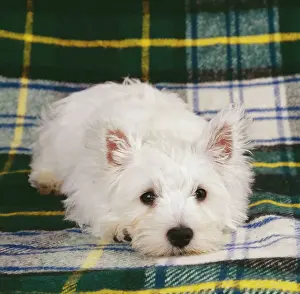 Waiting Prints: West Highland Terrier JD 12304 White puppy © John Daniels / ARDEA LONDON