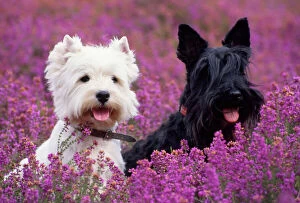 Colours Collection: West Highland Terrier & Scottish Terrier - in heather