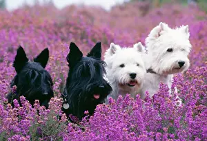 West Highland White & Scottish Terriers - x4 in heather