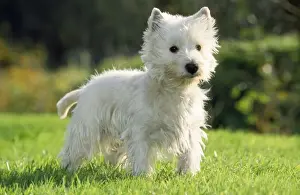 West Highland White Terrier Dog