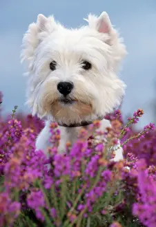 West Highland White Terrier Dog