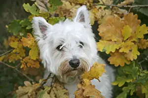 West Highland White Terrier dog amongst autumn leaves
