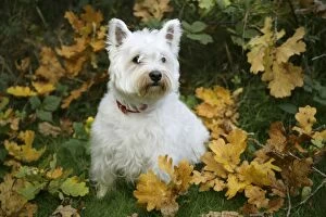 West Highland White Terrier dog amongst autumn leaves