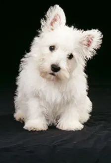 Head On One Side Prints: West Highland White Terrier Dog JD 12303 Puppy © John Daniels / ardea. com