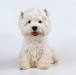 Images Dated 17th March 2009: West Highland White Terrier Dog JD 12721E © John Daniels / ARDEA LONDON