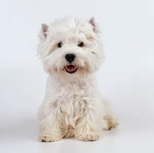 Happy Prints: West Highland White Terrier Dog JD 12721E © John Daniels / ARDEA LONDON