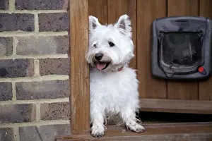 Doors Prints: West Highland White Terrier dog at open door