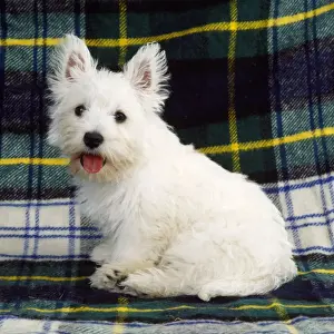 West Highland White Terrier Dog - puppy