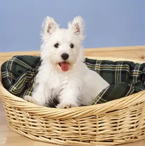 Beds Prints: West Highland White Terrier Dog - puppy in basket