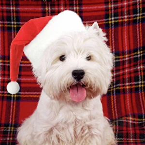 Images Dated 4th August 2010: West Highland White Terrier Dog - puppy Digital Manipulation: Hat JD