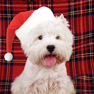 Hats Prints: West Highland White Terrier Dog - puppy Digital Manipulation: Hat JD