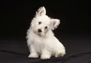 Baby Animal Prints: West Highland White Terrier Dog - puppy sitting