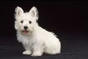 Puppy Prints: West Highland White Terrier Dog - puppy sitting