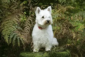 West Highland White Terrier dog sitting by bracken
