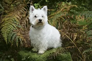 West Highland White Terrier dog sitting by bracken