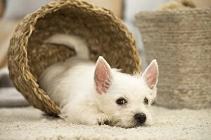New Images March 2018 Gallery: West Highland White Terrier Dog, Westie, puppy West