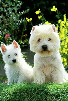Fluffy Prints: West Highland White Terrier Dog - x 2