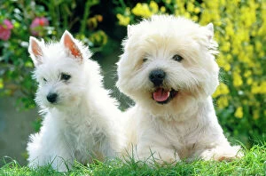 Images Dated 11th December 2008: West Highland White Terrier Dogs
