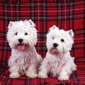 West Highland White Terrier DOGS - two sitting on tartan rug, one with tongue out