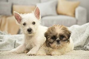 New Images March 2018 Gallery: West Highland White Terrier and Shih-Tzu puppies