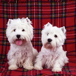 West Highland White Terriers Dog JD 12716E © John Daniels / ARDEA LONDON