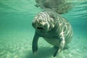Images Dated 13th June 2011: West Indian / Florida Manatee - underwater, head-on
