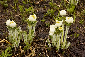 Images Dated 29th July 2008: Western Anemone / Western Pasque flower - in the mist, at the snow-line; Mount Rainier