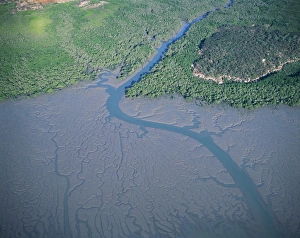 Western Australia - Aerial of St George basin. Salt water mangrove Western Australia - Aerial of St George basin. Salt water mangrove
