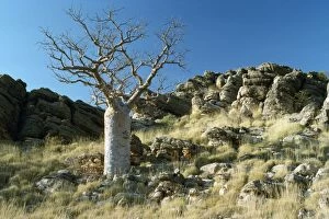 Baobabs Gallery: Western Australia - Baobab / Boab Tree
