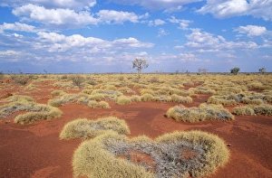 Western Australia - Gibson desert, old spinifex plants (Triodia sp.) Western Australia - Gibson desert, old spinifex plants (Triodia sp.)