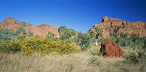 Wattle Collection: Western Australia JPF 12780 Termite mount & vegetation: Wattles