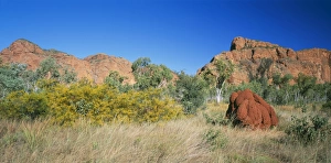 Wattle Collection: Western Australia JPF 12780 Termite mount & vegetation: Wattles