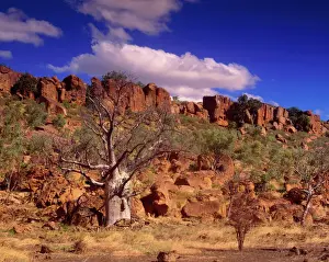 Baobabs Prints: Western Australia - Kimberley Australian Baobab (Boab)