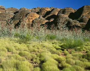 Grevilleas Prints: Western Australia - limestone beehives with Prickly or Holly Grevillea (Grevillea wickhamii)