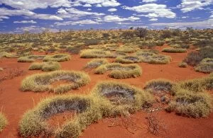 Western Australia - little sandy desert, vegetated sand dunes of Old Spinifex plants
