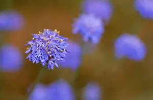 Present Idea Prints: Western Australia Native Cornflower