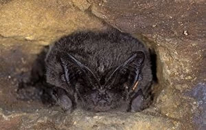 Images Dated 9th November 2011: Western Barbastelle Bat - hibernation at cave - NP Bohemian forest - Czech Republic